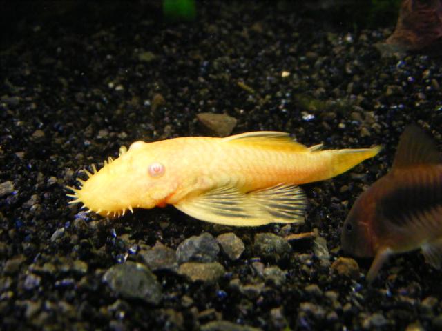 Ancistrus Triradiatus